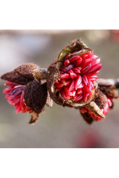 Parrotia persica Ванесса квітка